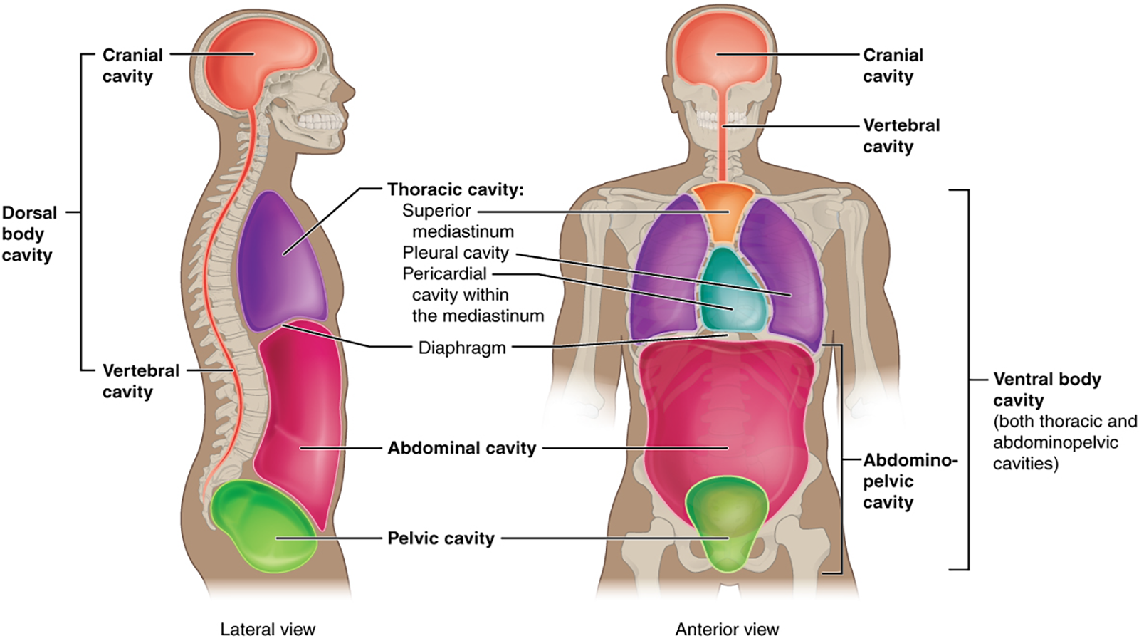 Anatomy and Physiology